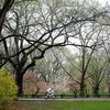 Many Racing Cyclists Are Still Under Central Park's Speed Limit